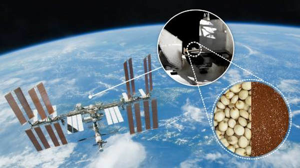 Seeds in Space. Photo: IAEA