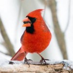 Crowd Science to Count the Number of Birds