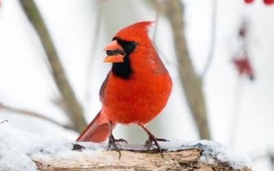 Crowd Science to Count the Number of Birds